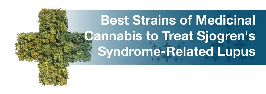 Best Strains of Medicinal Cannabis to Treat Sjogren's Syndrome-Related Lupus