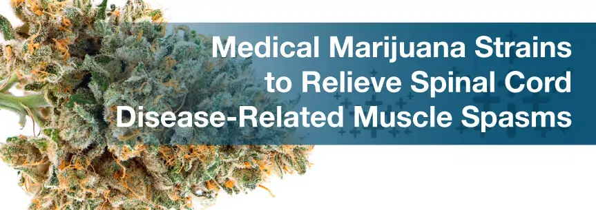 Medical Marijuana Strains to Relieve Spinal Cord Disease-Related Muscle Spasms
