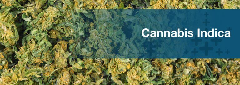 Cannabis Indica