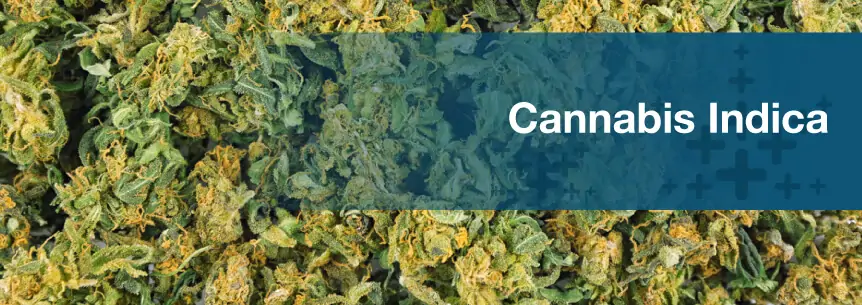 cannabis indica