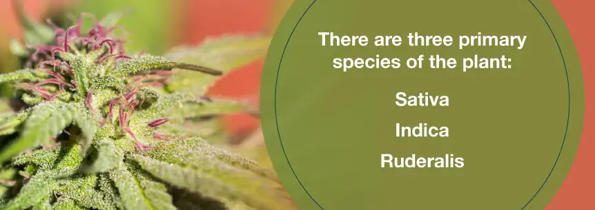 cannabis plant species