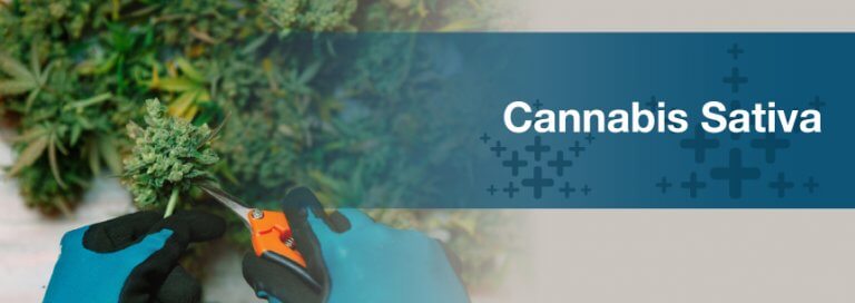 Cannabis Sativa