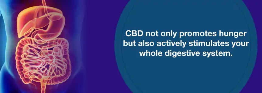 cbd and digestive system