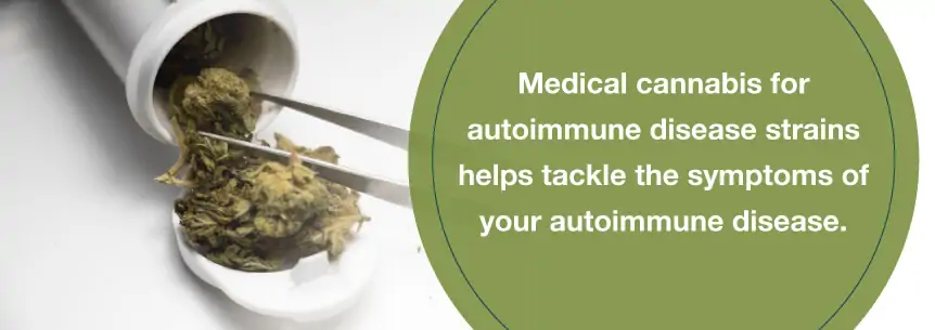 marijuana autoimmune help