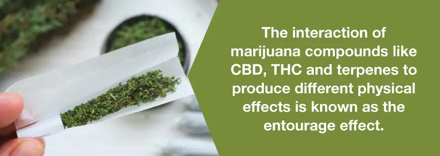 marijuana entourage effect