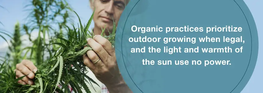 grow organic marijuana