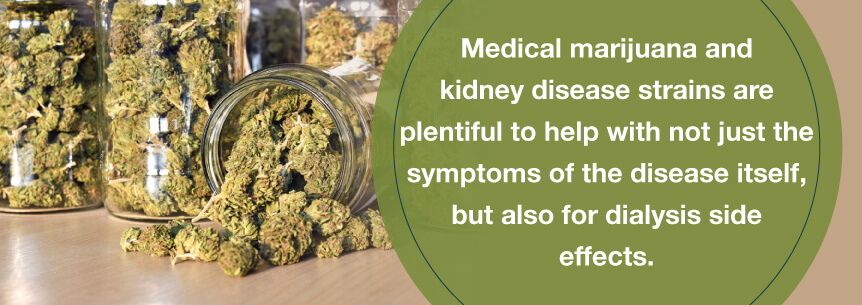 kidney cannabis help