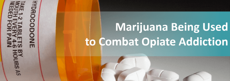 Marijuana Being Used to Combat Opiate Addiction