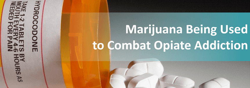 Marijuana Being Used to Combat Opiate Addiction