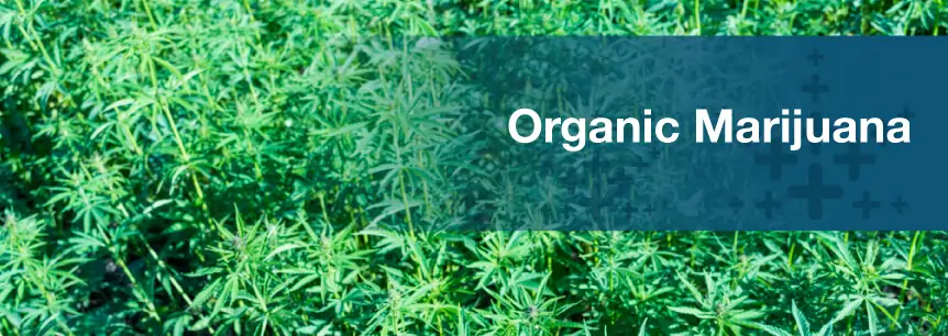 Organic Marijuana