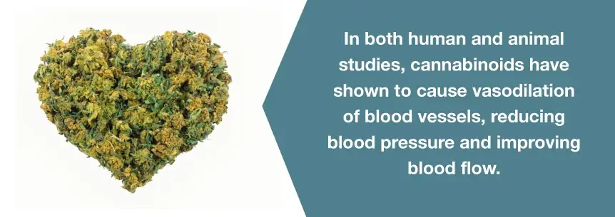 blood pressure marijuana help