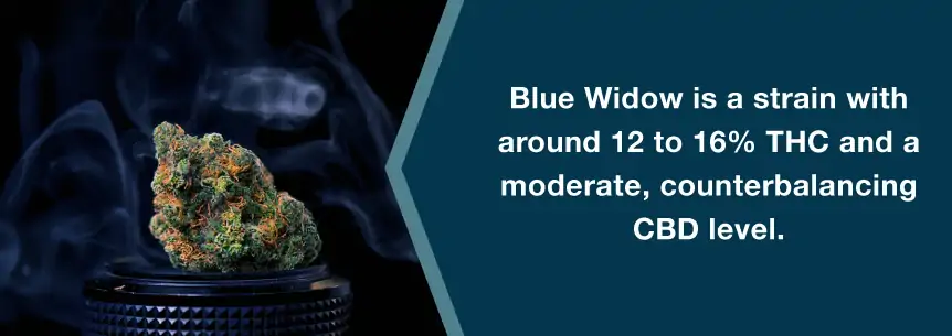 blue widow