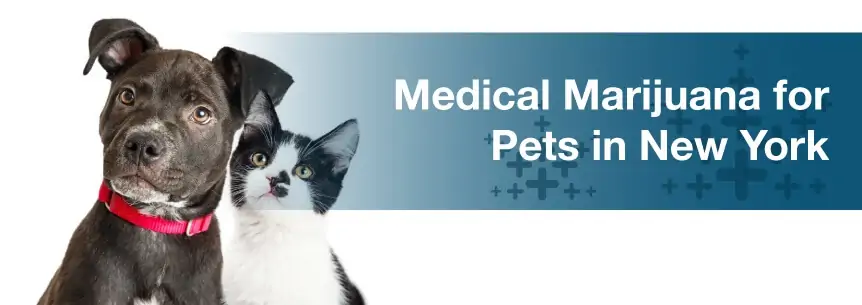 Medical Marijuana for Pets in New York