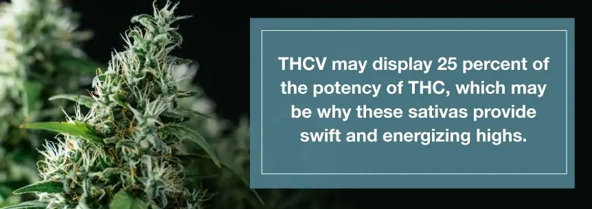 thcv strains