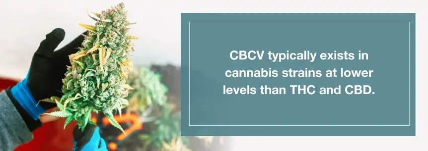 cbcv levels