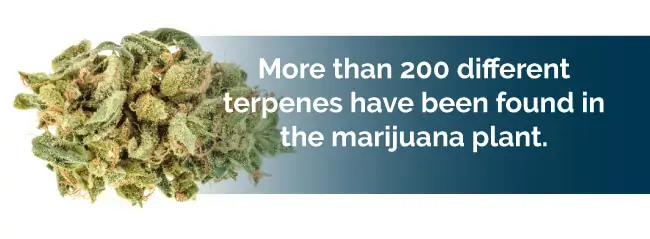 marijuana terpene types