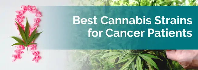 Best Cannabidiol Strains for Cancer Patients