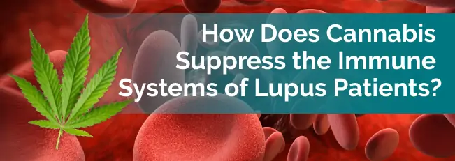 How Does Cannabis Suppress the Immune System of Lupus Patients
