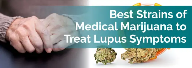Best Strains of Medical Marijuana to Treat Lupus Symptoms