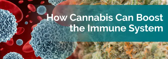 How Cannabis Can Boost the Immune System