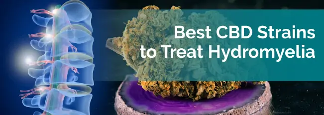 Best CBD Strains to Treat Hydromyelia