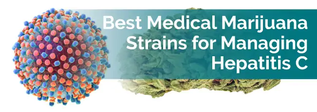 Best Medical Marijuana Strains for Managing Hepatitis C