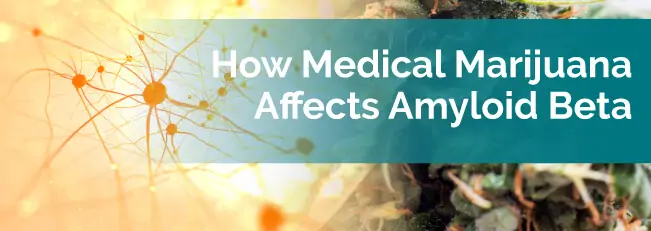 How Medical Marijuana Affects Amyloid Beta