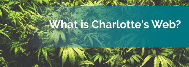 What is Charlotte's Web?