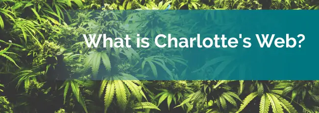What is Charlotte's Web?