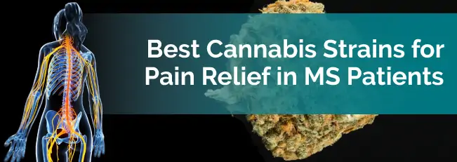 Best Cannabis Strains for Pain Relief in MS Patients
