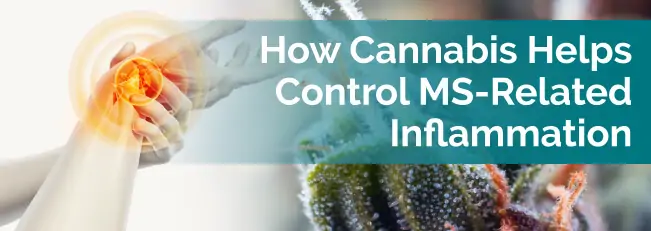 How Cannabis Helps Control MS-Related Inflammation