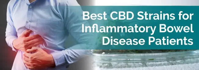 Best CBD Strains for Inflammatory Bowel Disease Patients