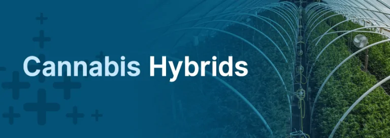 Cannabis Hybrids