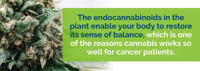 endocannabinoids