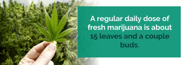 fresh marijuana leaves