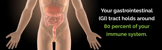 GI tract holds 80 percent of your immune system