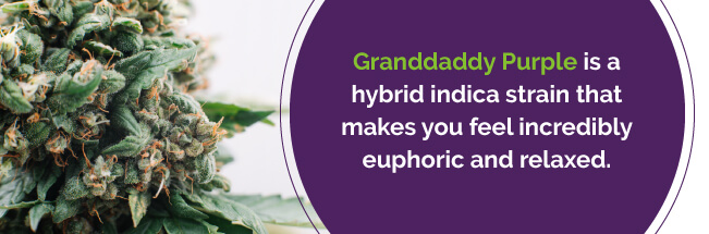 Granddady purple medical marijuana