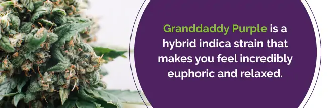 Granddady purple medical marijuana