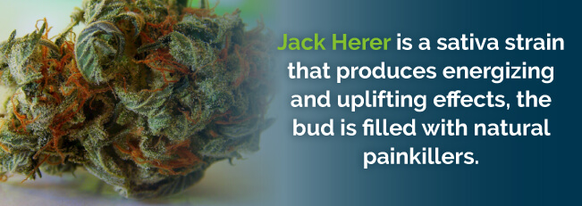 Jack Herer produces energizing and uplifting effects