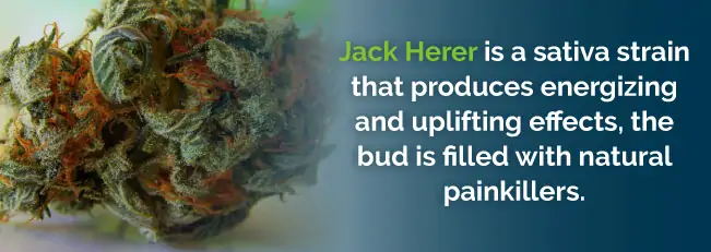 Jack Herer produces energizing and uplifting effects