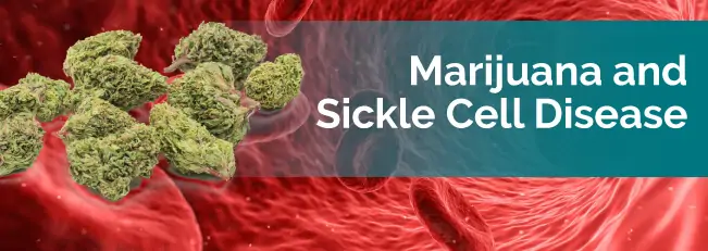 marijuana and sickle cell disease