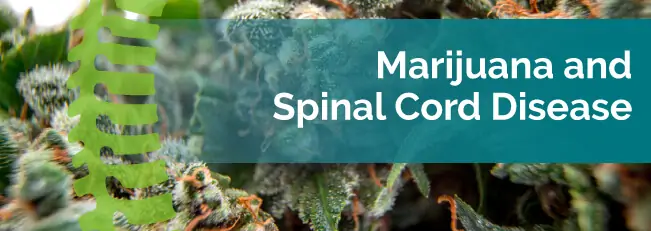marijuana and spinal cord disease