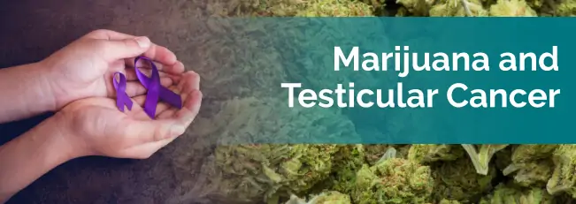 marijuana and testicular cancer