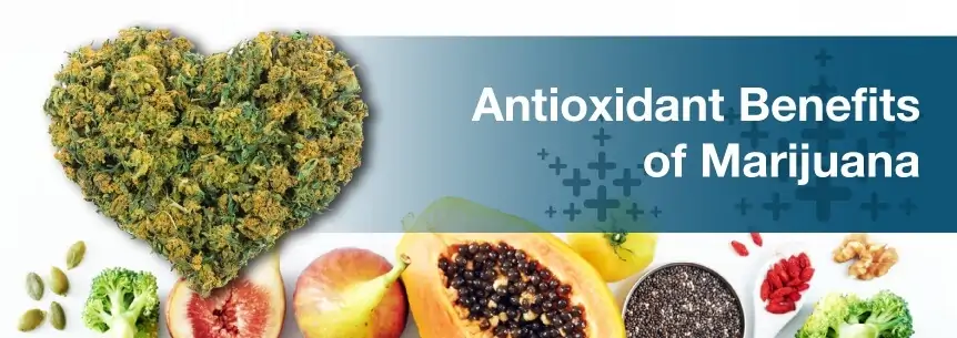 marijuana antioxidants