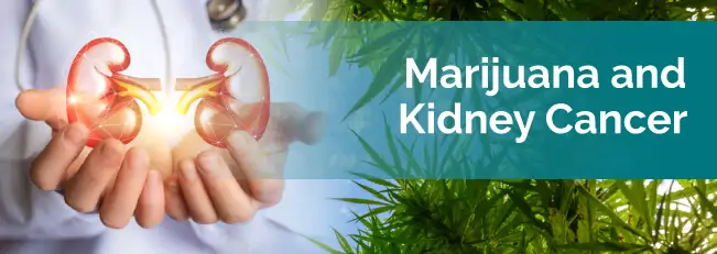marijuana and kidney cancer