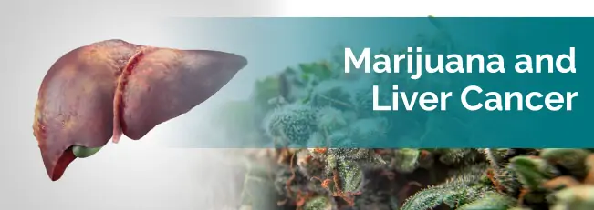 marijuana for liver cancer