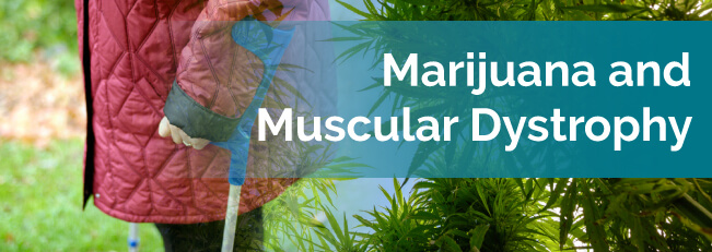marijuana and muscular dystrophy