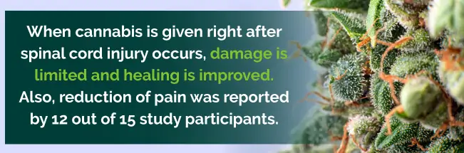 Cannabis after spinal cord injury
