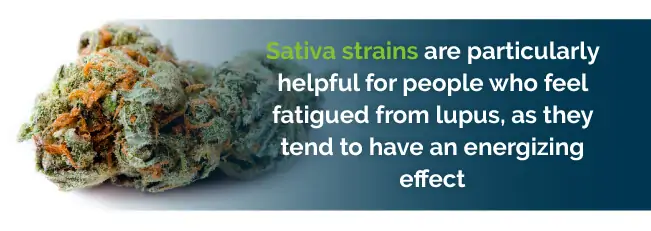 sativa strains lupus