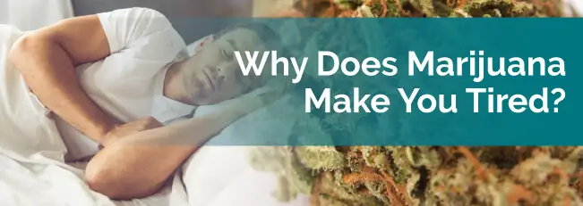 Why Does Marijuana Make You Tired?